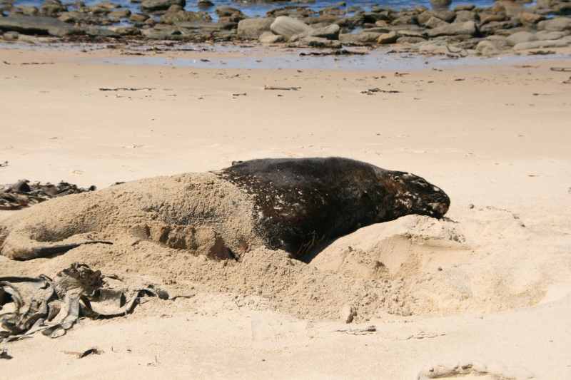Nieuw-Zeeland 2011 - 1769